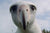 NOAH - Chris Jordan's Albatross - Cover